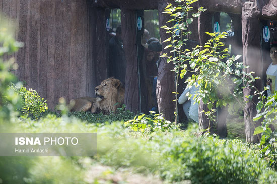 ورود شیر آسیایی به باغ وحش ارم