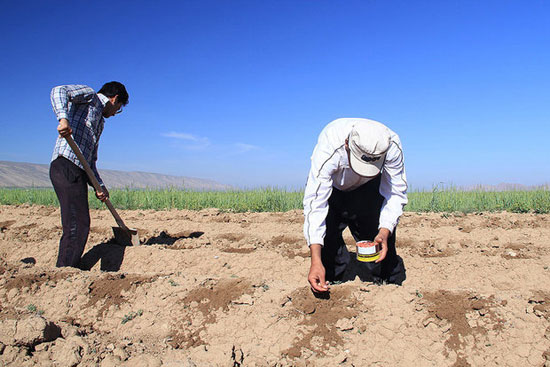 مزارع کاشت طالبی در رومشگان +عکس