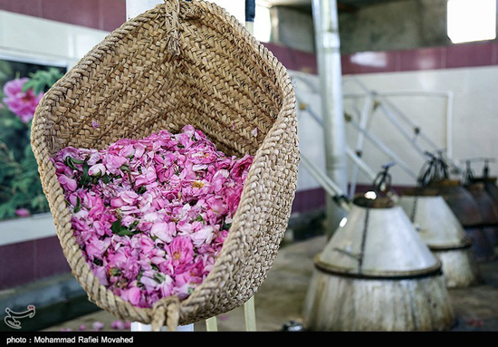 فصل گلاب گیری در کاشان