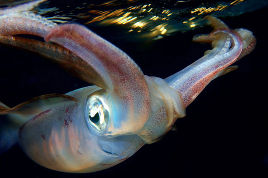 ماهی‌مرکب بسیار زیبا در دریای سرخ +عکس