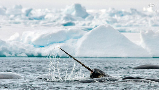 نهنگ‌های شاخ‌دار قطب شمال