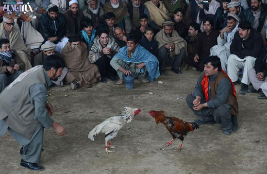 عکس: مسابقات خروس جنگی در افغانستان!