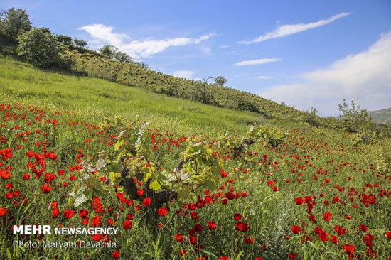 جلوه زیبایی‌ها در طبیعت بهاری خراسان شمالی