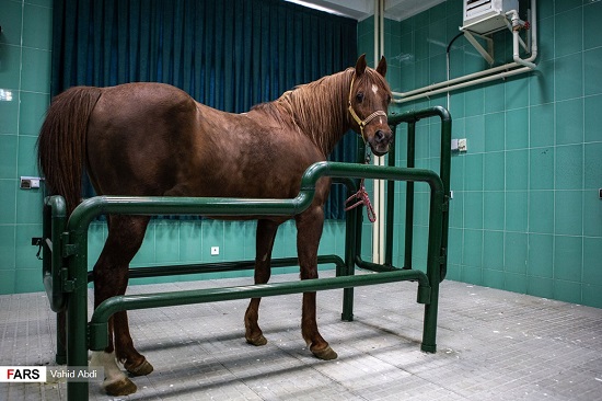 عمل جراحی آب مرواریدِ اسب در ایران