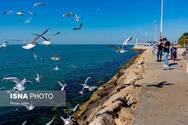 آواز مرغان دریایی در خلیج همیشه فارس