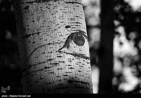 تصاویر عجیب از درختانی که چشم دارند