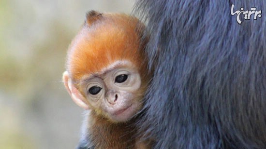 بچه میمونی که دل هم را برده! +عکس