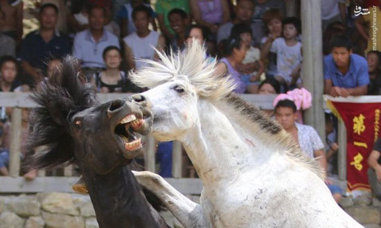 نبرد خونین اسب‌ها در چین