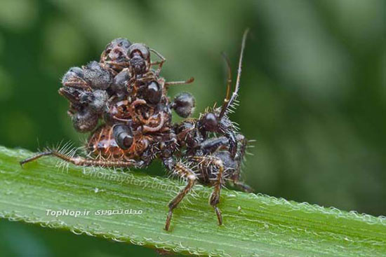 هولناکترین حشرات زمین +عکس