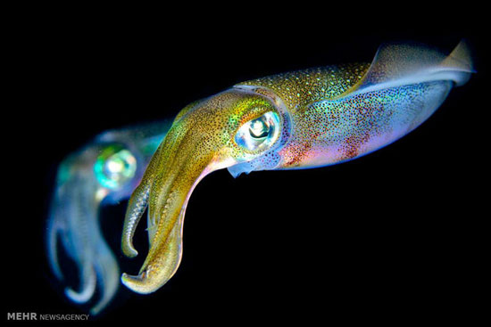 عکس: هیولاهای زیبای اعماق اقیانوس