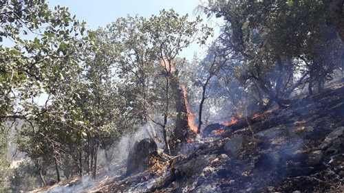 مهار آتش‌سوزی اراضی زراعی و جنگل‌های گچساران
