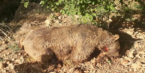 شکارچی خرس در ارومیه شناسایی و دستگیر شد