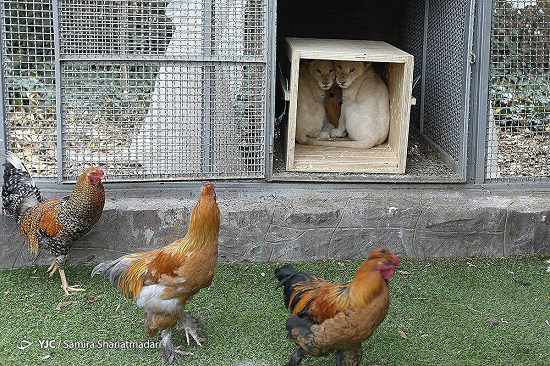 شیرهای نادر آفریقایی در قفس مرغ و خروس