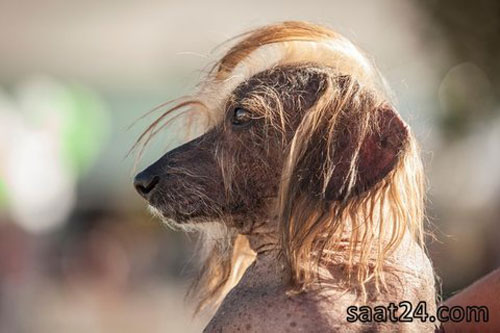 عکس: مسابقه زشت‌ترین سگ های دنیا