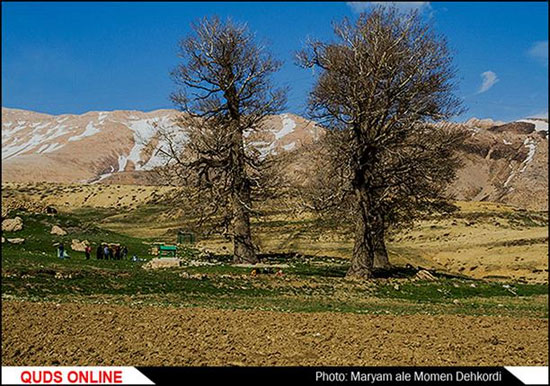 شیر در قبرستان های ایران +عکس