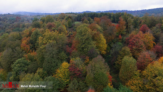 به رنگ پاییز در طبیعت جنگلی ساری