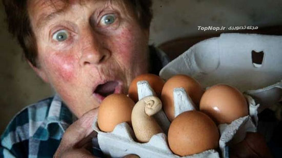 تخم مرغ عجیب و غریب +عکس