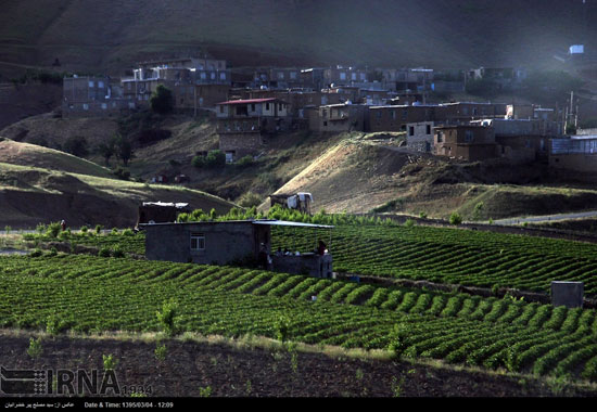 عکس: برداشت توت فرنگی در کردستان
