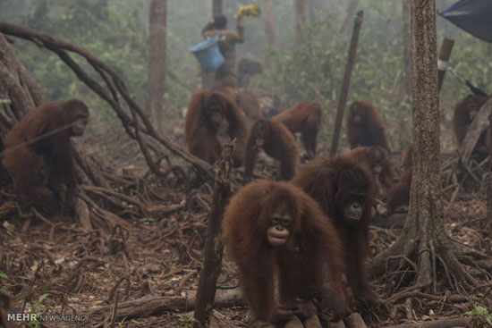 اورانگوتان‌ های اندونزی‎ در معرض خطر