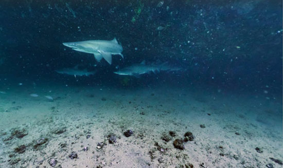 تصاویر زیبا استریت ویو گوگل از اعماق اقیانوس