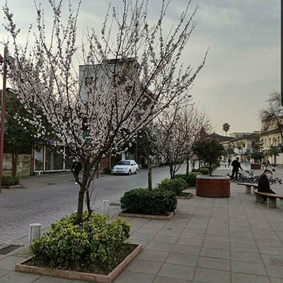شکوفه دادن درختان در شهر رشت استان گیلان